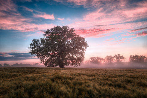 arbre coucher de soleil